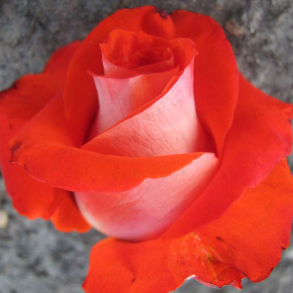 Роза верано фото и описание сорта